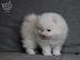PoulaTo: Κουτάβια Pomeranian